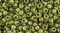 Toho 8/0 Round Japanese Seed Bead, TR8-991, Gilt Lined Peridot